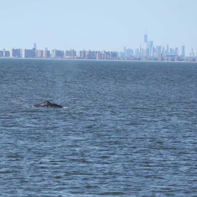 A humpback whale was spotted spouting water and swimming through the Hudson River.